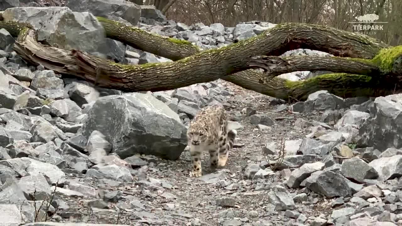 Schneeleoparden ziehen in neue Himalaya-Gebirgswelt im Tierpark Berlin