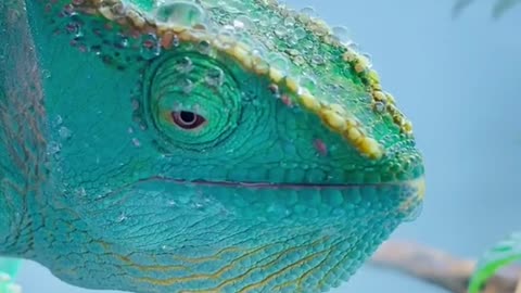 Aminal video