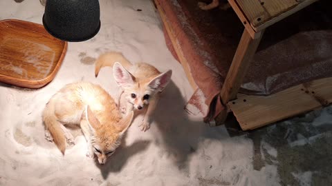 This is a fennec fox with very pretty eyes.