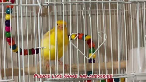 Canary singing in a happy mood