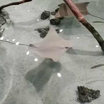 Playful stingrays