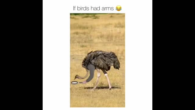 if birds has hands funny part 4 video