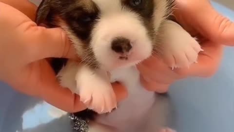 Cute puppy is take a bath