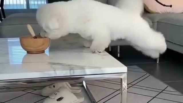 Funny cute pet