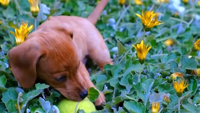 Cute dogs playing on the ground