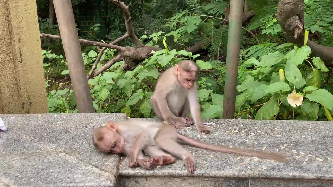 Cute baby monkeys playing and eating 2021