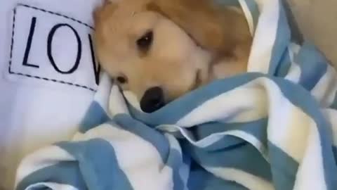 funny dogs funny videos dogs