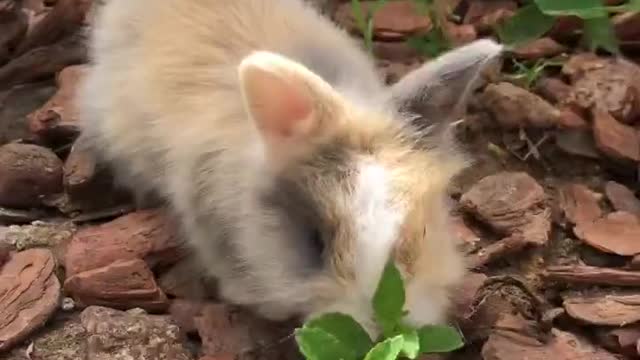 Mini Rabbits