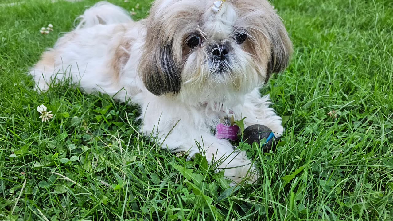 Rosie The Shihtzu Shows Off Her Cuteness