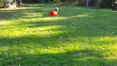 Brown dug plays drums on orange bucket