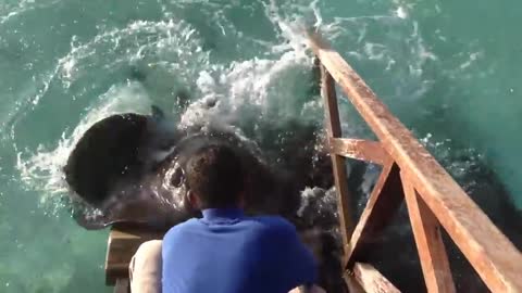 Stingray jumps onto ramp for food.