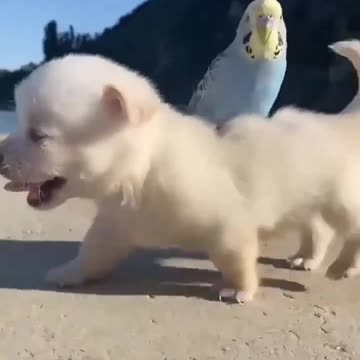 Cute baby animals Videos Compilation cute moment of the animals - Cutest Animals On Earth