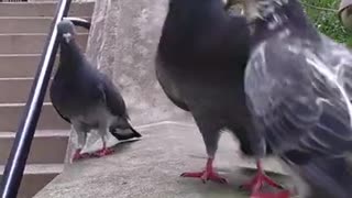 Urban Animals ~ Pigeon Fight ~ Pigeon Gets Sucker Punched ~ Short