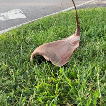 Land Stingray