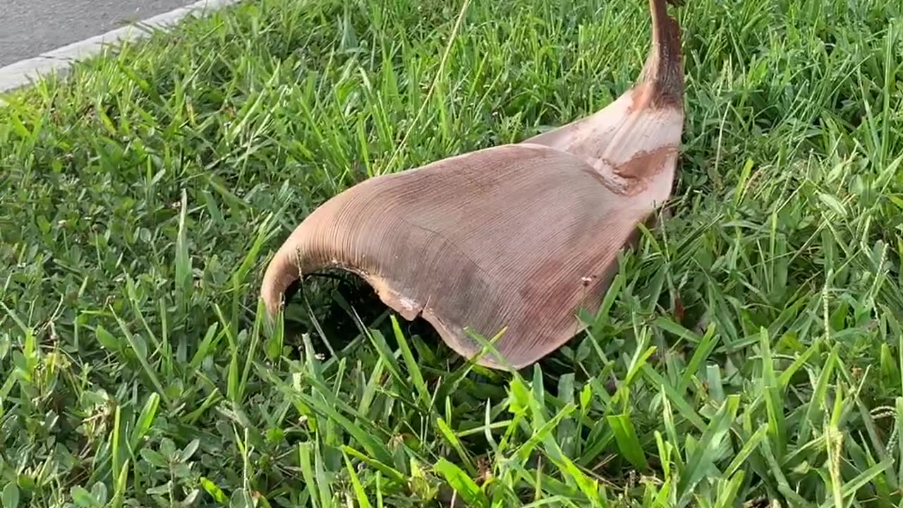 Land Stingray