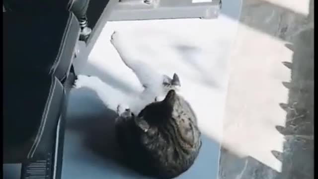 Funny Cat Moments !!!!