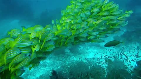 The green fish in amazon river