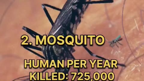 TOP 10 DANGEROUS ANIMAL IN THE WORLD 🌍 || #top #top10 #animals #top10animals #VIRAL #viralshorts ||