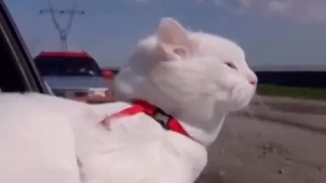 cat funny video,hi is travailing and enjoying, cute cat