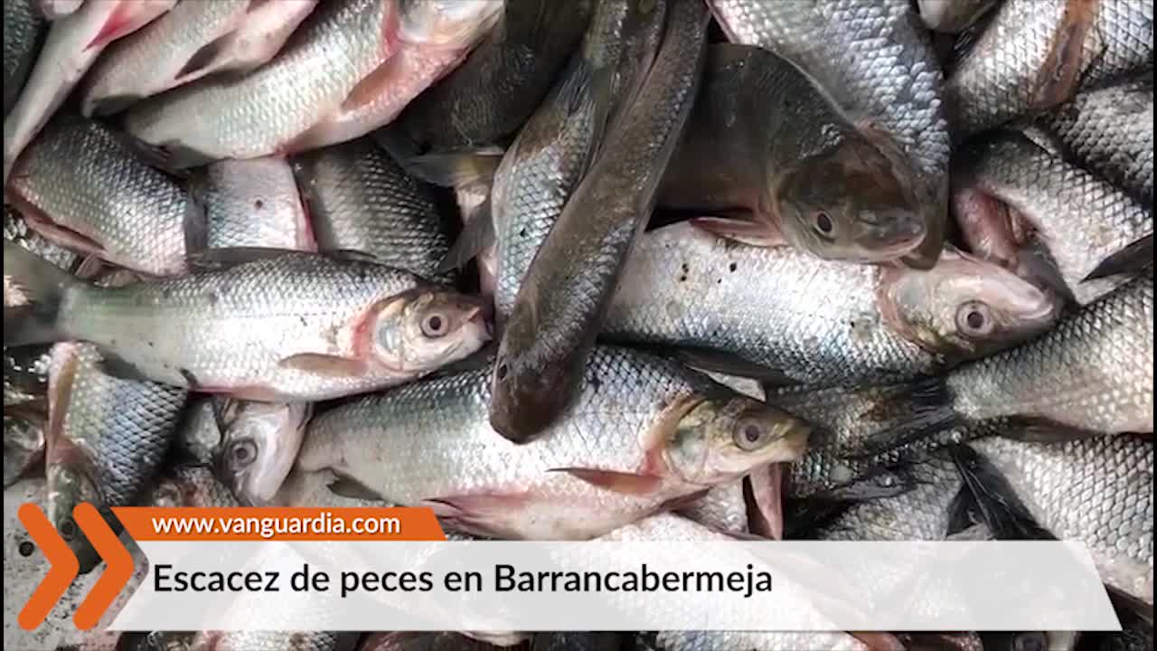 “El pescado está llegando poquito al muelle, porque la temporada de subienda ya pasó”