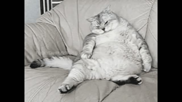 Gif video of fat cat on the couch