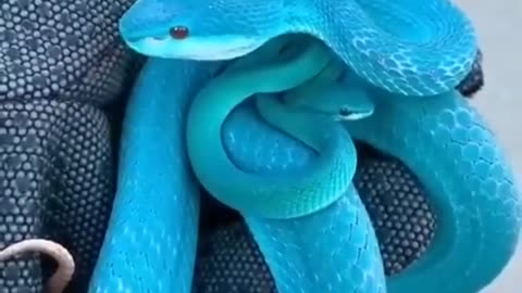 Never Seen Before Venomous Blue Snake #shorts #viral #shortsvideo #video