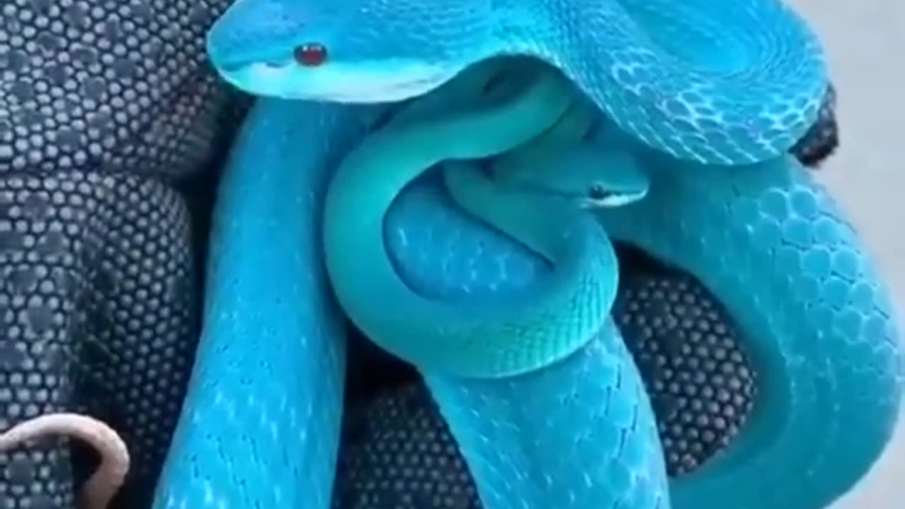 Never Seen Before Venomous Blue Snake #shorts #viral #shortsvideo #video