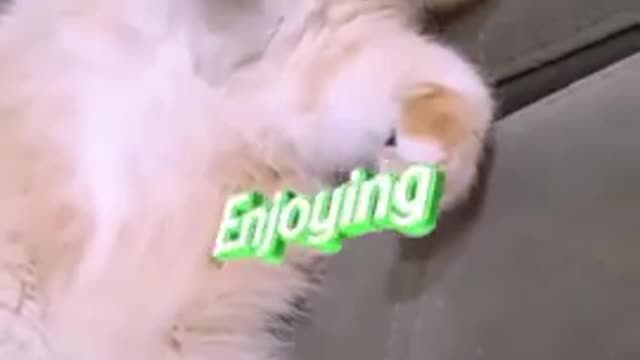 Funny cat video