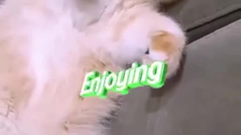 Funny cat video