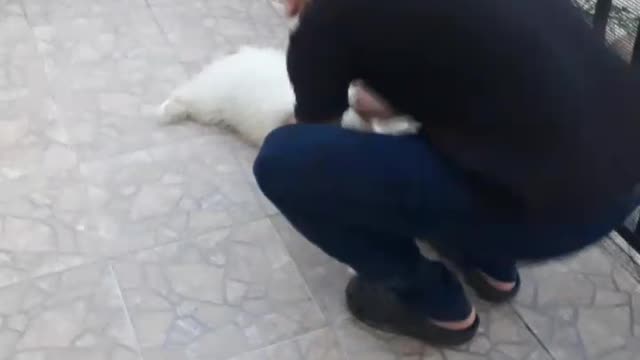 Como treinar seu dog