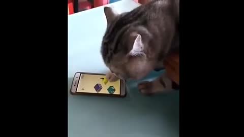 Cat has 200 IQ