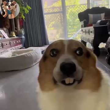 Who says cute bunny teeth