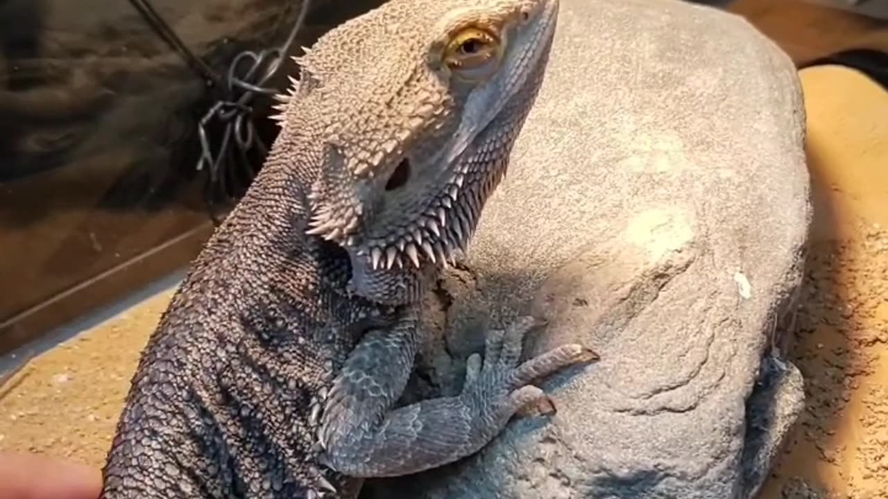 Bearded Dragon Demands Pets