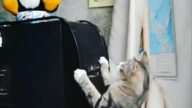 10 kinds of cat embarrassing videos to see if your cat is on the list