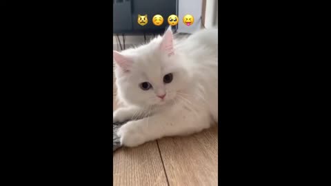 Funny Cute Cat Making Emoji Faces