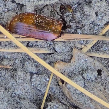 Little ant carrying an object across the sand / beautiful insect in nature.