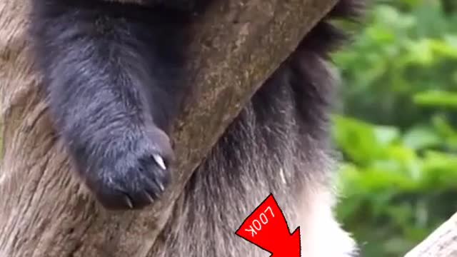Please help me I'm stuck at the tree....