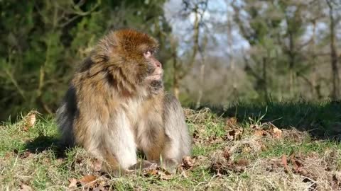 Wildlife Video Animals Video Best Animals compilation 2021 Forest Animals Video Wild Animals