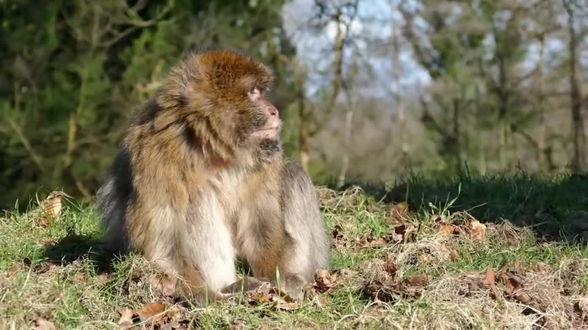 Wildlife Video Animals Video Best Animals compilation 2021 Forest Animals Video Wild Animals