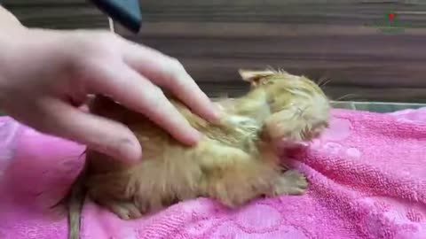 Rescue frozen kitten out of the snow