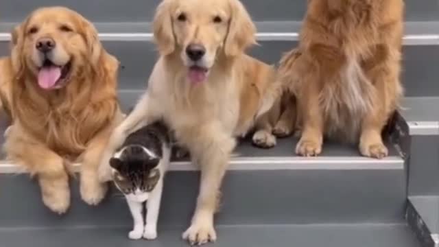 Dogs and cat cute video