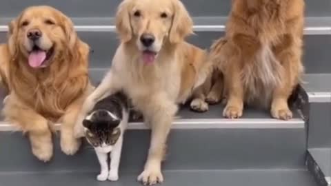 Dogs and cat cute video
