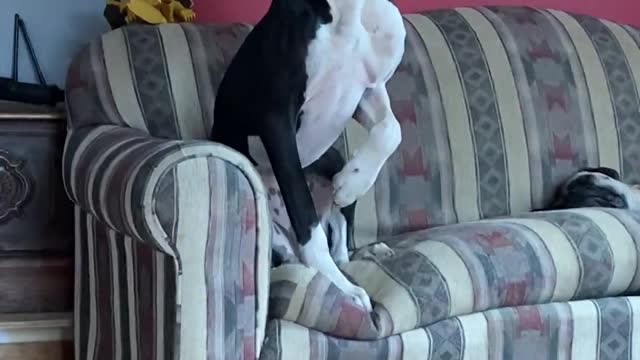 Great Dane is Scared of Harmless Bunny