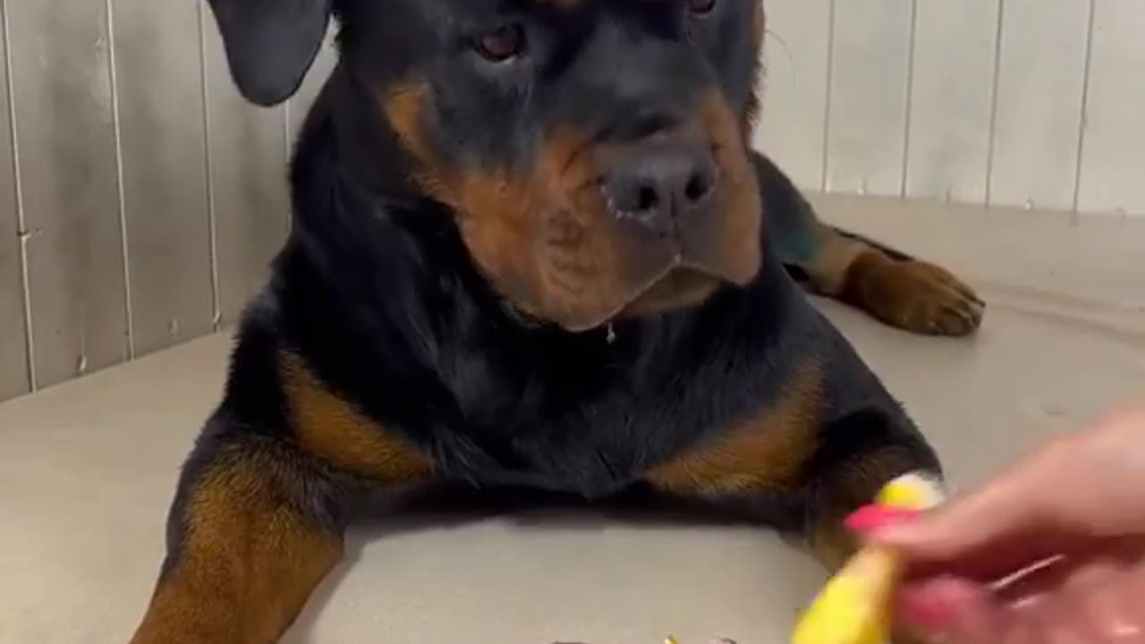 Asmr dog eating food