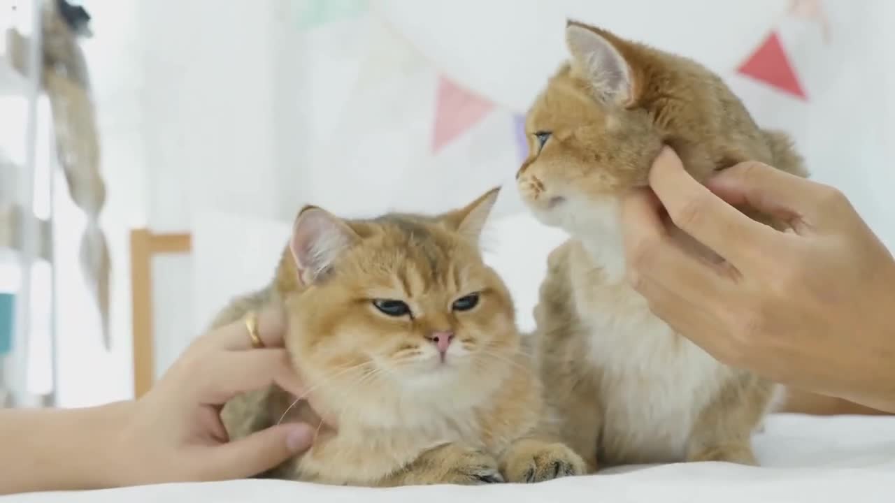 Kitty absolutely loves playing with her hilarious new toy