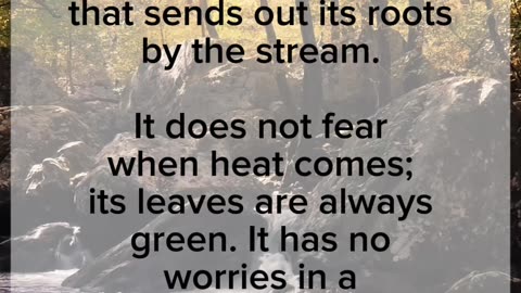 Roots in the stream | Jeremiah 17:17-18