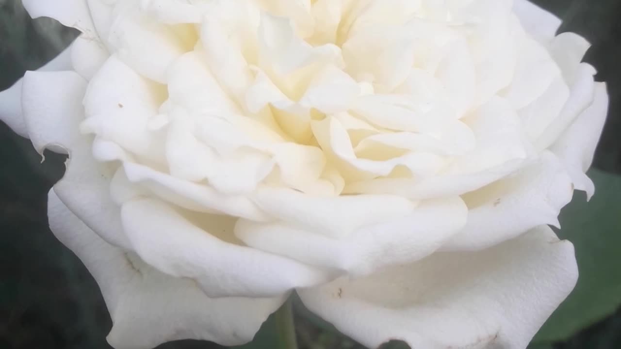 White Rose in October