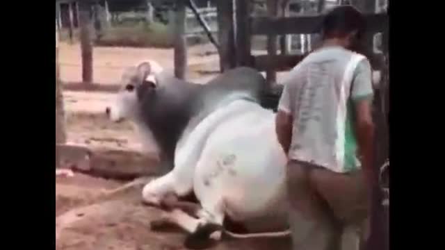 Cowboy jumps on the bull