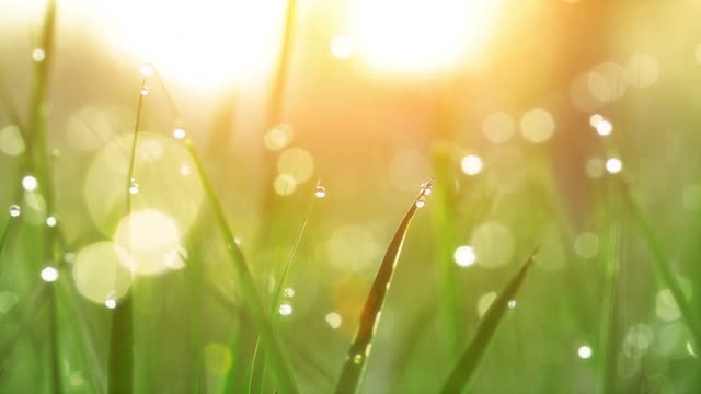 Blurred grass background with close-up of water droplets