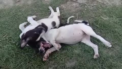 Small Indian puppy dog playing